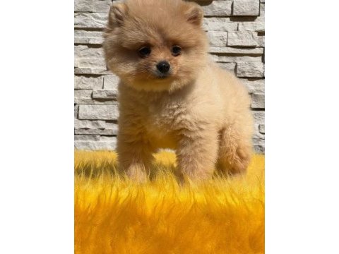 Antalya pomeranian boo