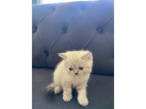 Yavru british shorthair