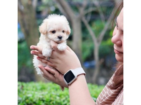 Dünya tatlısı terrier yavruları 