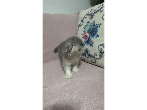 Acil uyguna vereceğim scottish fold