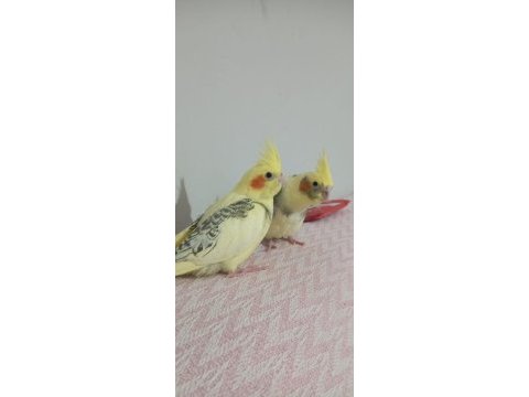 1 aylık sultan papağanı yavrular ele alışkın yeme düştü