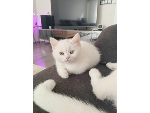 British shorthair 3 aylık
