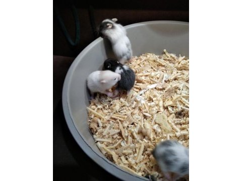 Yavru syria hamsterlar