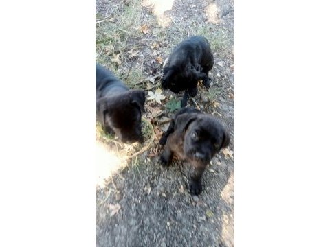 Cane corso brindle yavrular