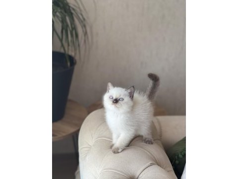 Ev ortamında büyümüş sosyal british shorthair yavrum