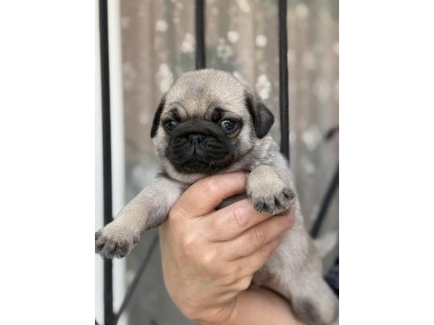 Pug mops bebekler