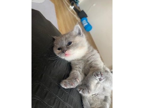 6 ocak doğumlu british shorthair yavrular
