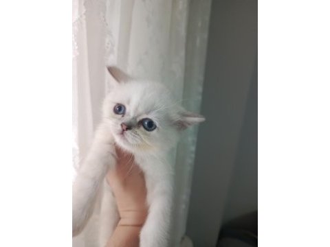 Teslime hazır 2 aylık dişi british shorthair bebeğim
