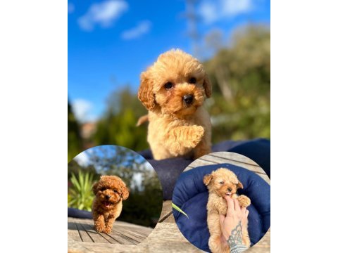 Mini maltipoo yavrularımız