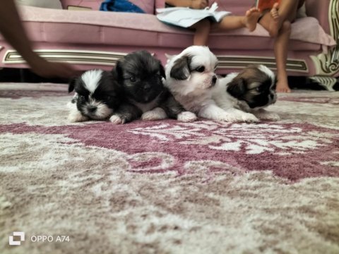 Shih tzu şitsu 0 numara yavrular