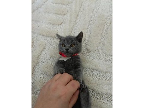 Sevimli british shorthair prenses