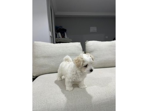 Köpeğimiz için görüşülür