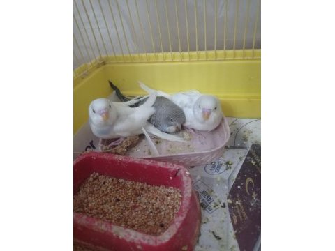 Yeni yem yemeye başladı muhabbet kuşumuz