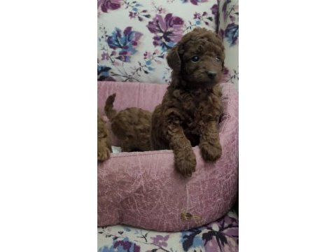 Kore toy poodle teacup