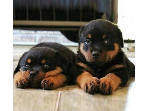 Can dostunuz rottweiler kapıda ödeme mevcuttur