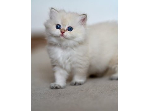 Cam gözlü ns1133 british longhair