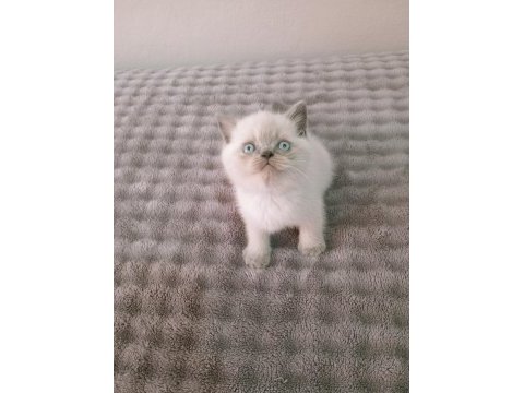 Mavi gözlü blue point british shorthair yavrular