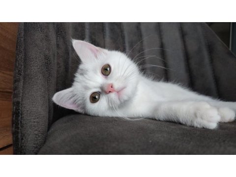 Yavru british shorthair kuyruksuz aşıları tam