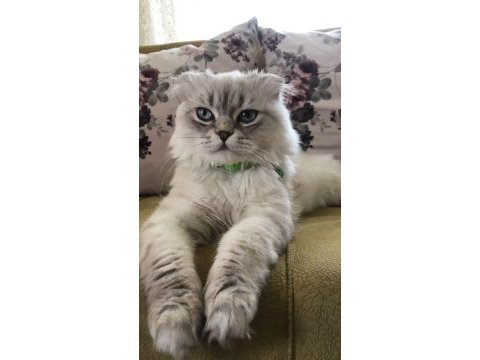 Scottish long hair british shorthair çift sahiplendiriyorum