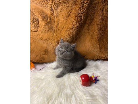 British shorthair yavru kediler