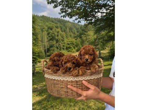 Irk garantili poodle bebekler