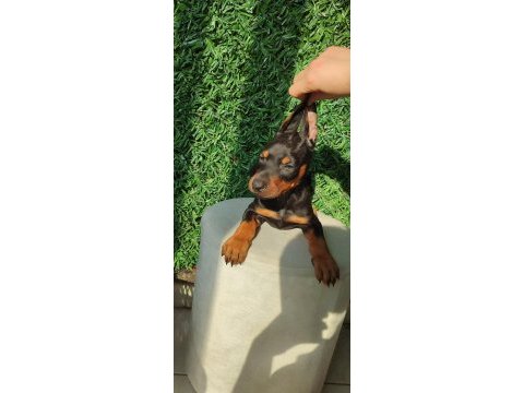 King doberman yavruları