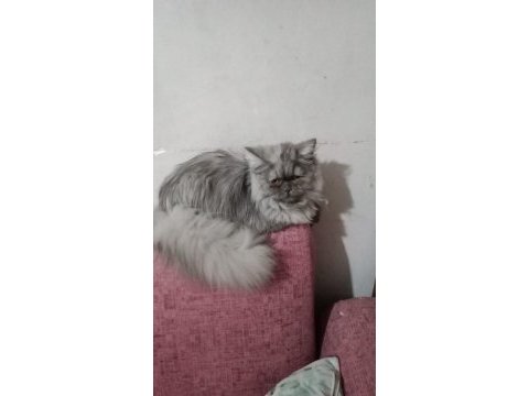 Dişi kedime kızıma çok acil yuva arıyorum