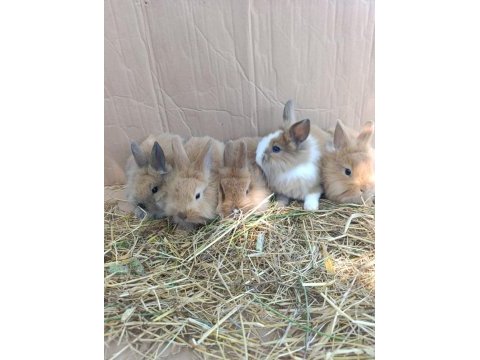Fluffy dwarfs özel pofuduk cüce tavşanlarımız