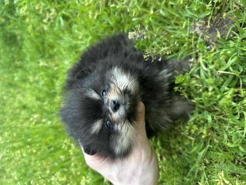 Pomeranian black tan