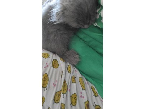 Saf british longhair