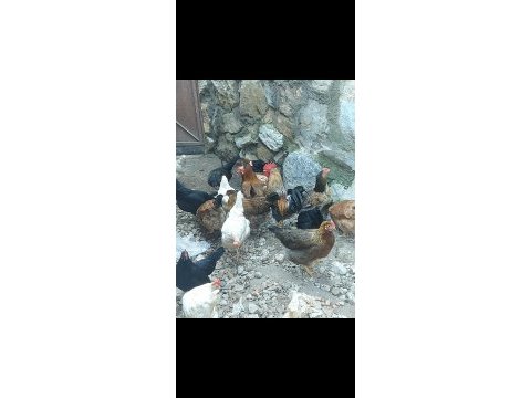 Kuluçkalık döllü yumurta
