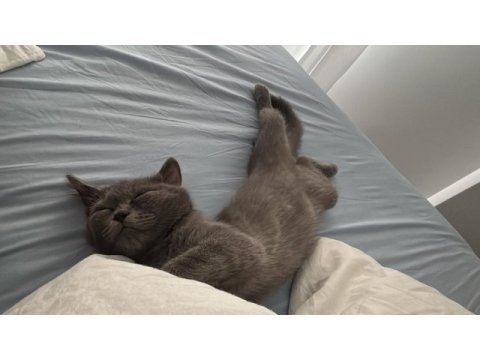 Hayatınıza neşe katacak british shorthair yavru