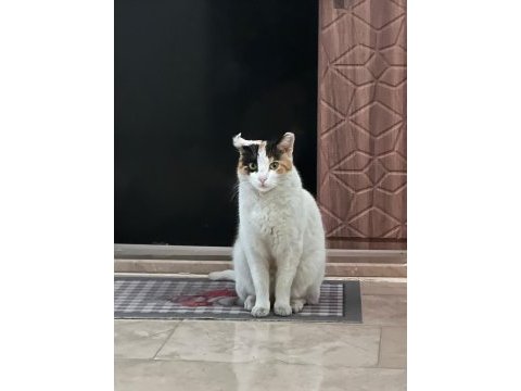Sevgiye muhtaç ilgi bağımlısı oyunbaz kedimiz