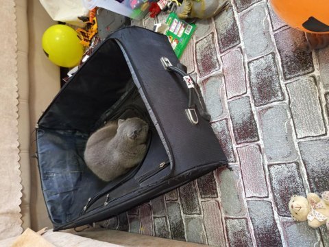 2 yaşında scottish fold
