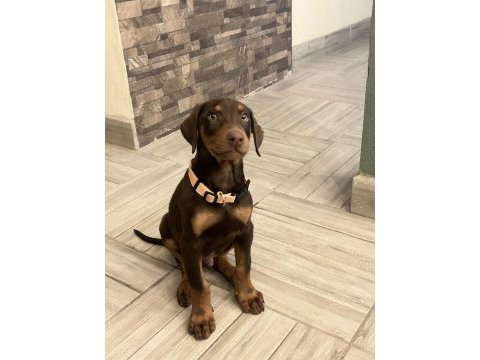 Safkan a kalite biblo gibi doberman