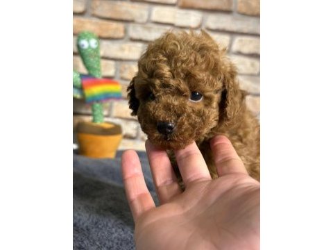 En küçük boy toy poodle yavrularım
