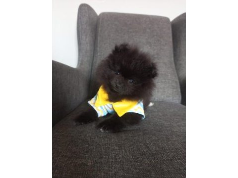 Bu pomeranian yavrular kaçmaz