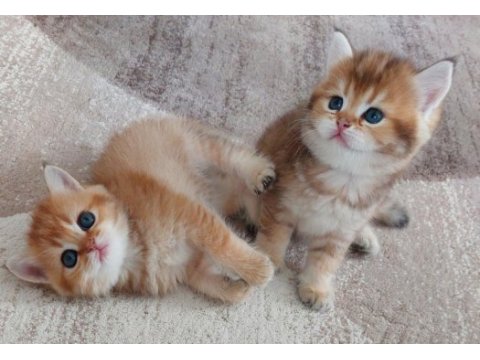 Safkan british shorthair açıklamayı okuyun lütfen