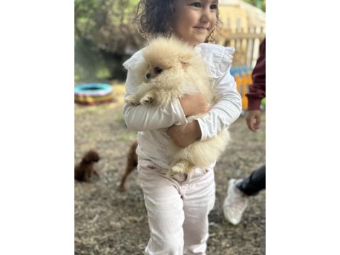 Anne altından pomeranian boo