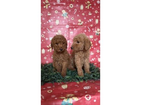 Safkan dev (gıant) poodle yavruları