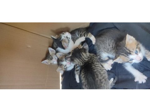 Acil 5 yavru kedim