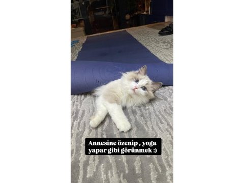 Safkan ragdoll dişi kedime bicolor ragdoll eş arıyorum