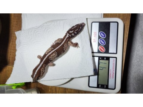 African fat tailed gecko