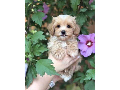 Safkan maltipoo bebeklerim