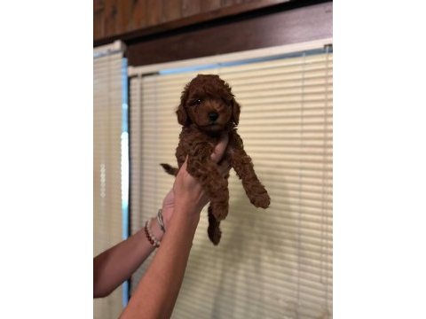 Oyuncu toy poodle yavrularımız