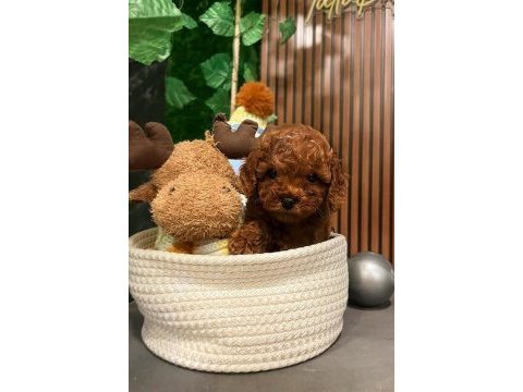 Wc eğitimli ruhsatlı evimizden toy poodle