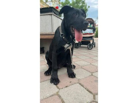 Blue ve siyah cane corso erkek yavrular