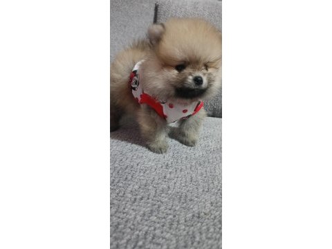 Pomeranian boo tatlı köpüşler