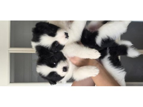 Çok özel border collie yavrular