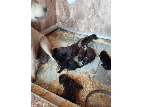 Labrador yavrularımız çiftliĝimizden
